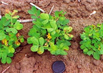 Situation for deficiency: Zinc deficiency can occur in soils with a ph over 7 but is unlikely in acid soils, except for the very light sands and wallum areas in the coastal Burnett.