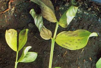 Situation for deficiency: Deficiency symptoms show when soil phosphorus levels are less than 20 mg/kg of soil (bicarb P) or where VAM fungi are not present.