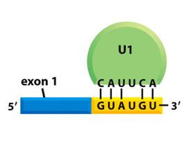 U1 snrnp Molecular Biology of the Cell ( Garland Science 2008) U1 is a specialized, relatively short RNA (less than 200 nucleotides long) known as an snrna (small