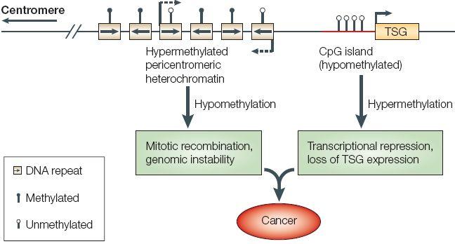 394 Cancer Treatment - Conventional and Innovative Approaches Figure 2. DNA methylation and cancer. This diagram shows a representative region of genomic DNA in a normal cell.