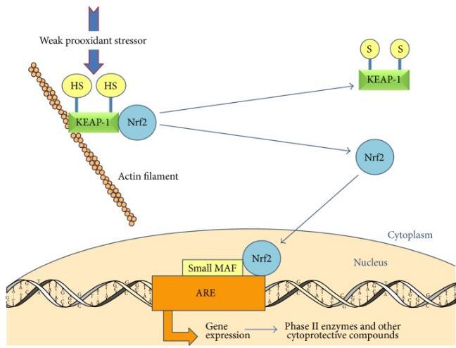 NrF2 and its relationship to