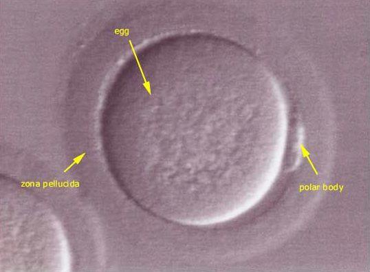ovulation (to deliver active sperm closer to the eggs).