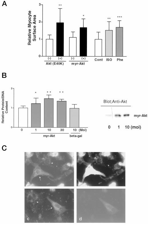 14470 Akt-GSK3 Mediates Cardiac Hypertrophy FIG. 4.Stimulation of the AR activates Akt via PI3K- and CaM kinase II-dependent mechanisms in cardiac myocytes.