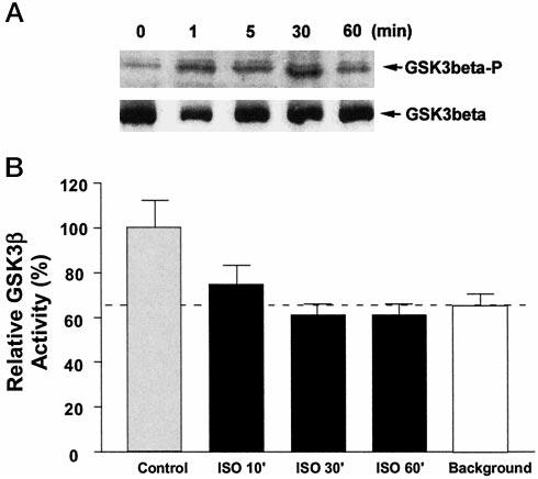 14472 Akt-GSK3 Mediates Cardiac Hypertrophy FIG. 7.Stimulation of the AR time-dependently causes Ser-9 phosphorylation of GSK3 in cardiac myocytes.