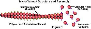 b. Microfilaments (Actin Filaments) are solid rods (about 7 nm in diameter) built as a twisted double chain of a