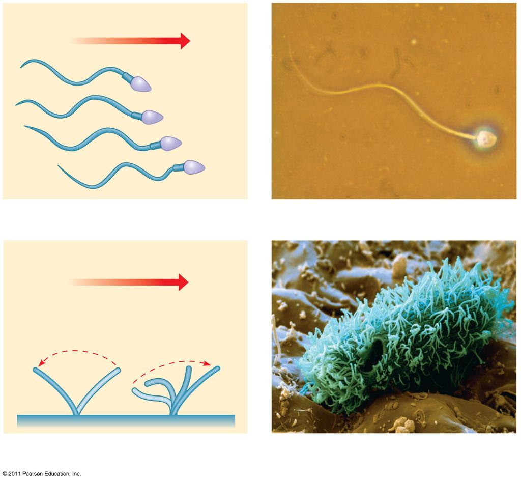 Direction of swimming (a) Motion of flagella 5 µm Direction of