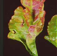 Phosphorus Deficiencies Deficiency: Older leaves first turn dark green with