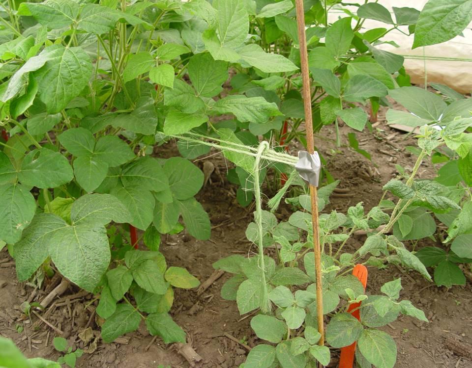 Aphid Resistant Line