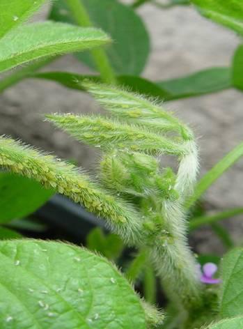 Soybean Aphid Resistance Soybean aphids (Aphis glycines Matsumura) were first identified as a soybean pest in
