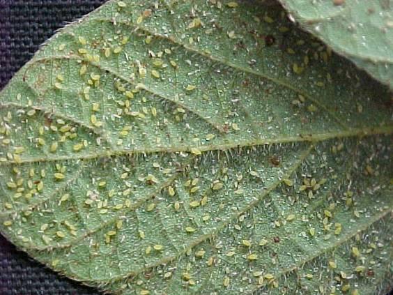Soybean Aphid Management Insecticides