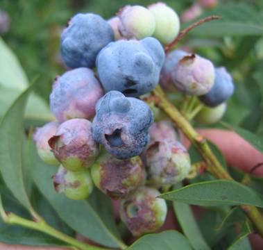 Blueberry red ringspot virus (BRRV) BRRV on Ozarkblue fruit in NC (courtesy Bill Cline, NCSU) Mosaic, mottling, ringspotting Foliar symptoms most pronounced in fall (absent in spring)