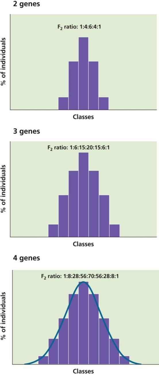 The Additive Model of Polygenic Inheritance The number of phenotypic classes increases as the number of genes