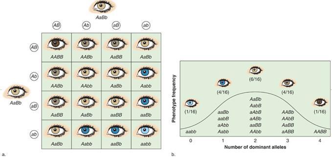 An Example of Variations in Eye Color The number of human eye color genes is