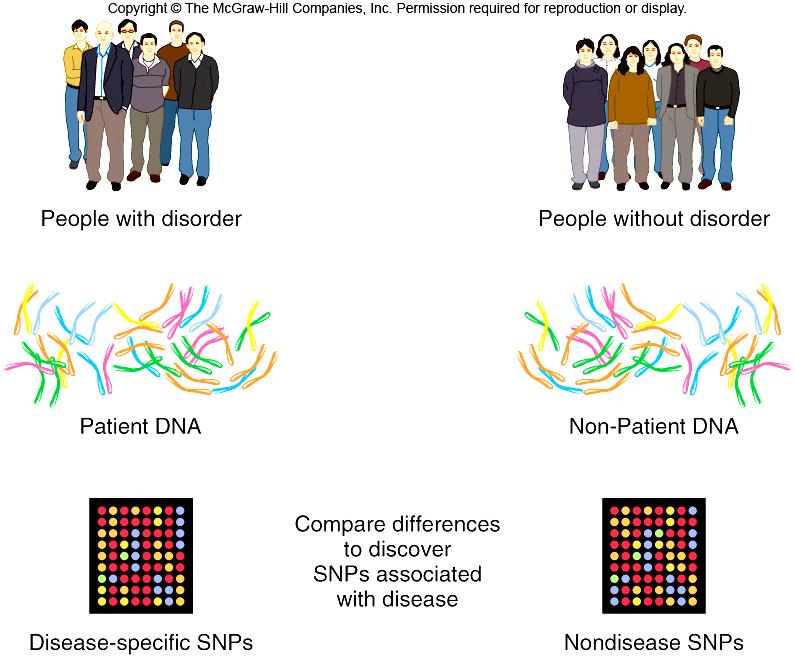 Genome-wide association studies seek SNPs that are shared with much