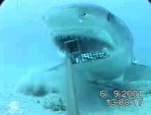 perceptions shark = high Fear of every beach holiday 71 shark attacks in 2007