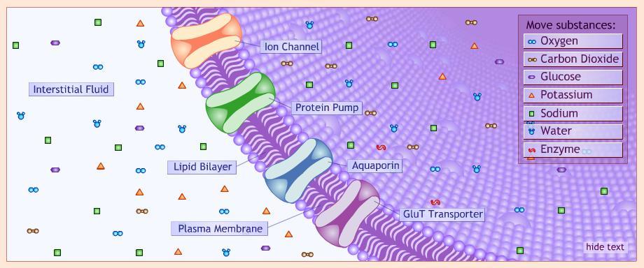 Molecules that can move (diffuse) across the membrane Some go straight through the bilayer*, others need to go through proteins