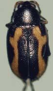 Figure 1. Adult crucifer flea beetle, Phyllotreta cruciferae Goeze.