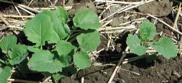 rapa/campestris). Mustard (Brassica spp.) and crambe (Crambe abyssinica) are also susceptible to flea beetle attack but not preferred over canola.