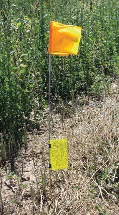 Figure 10. Yellow sticky trap used for monitoring flea beetle populations. reduce flea beetle numbers.