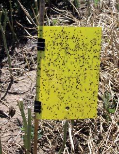 Canola plants that have reached the 4-leaf vegetative growth stage or beyond can tolerate more feeding damage, unless flea beetles are damaging the growing point.