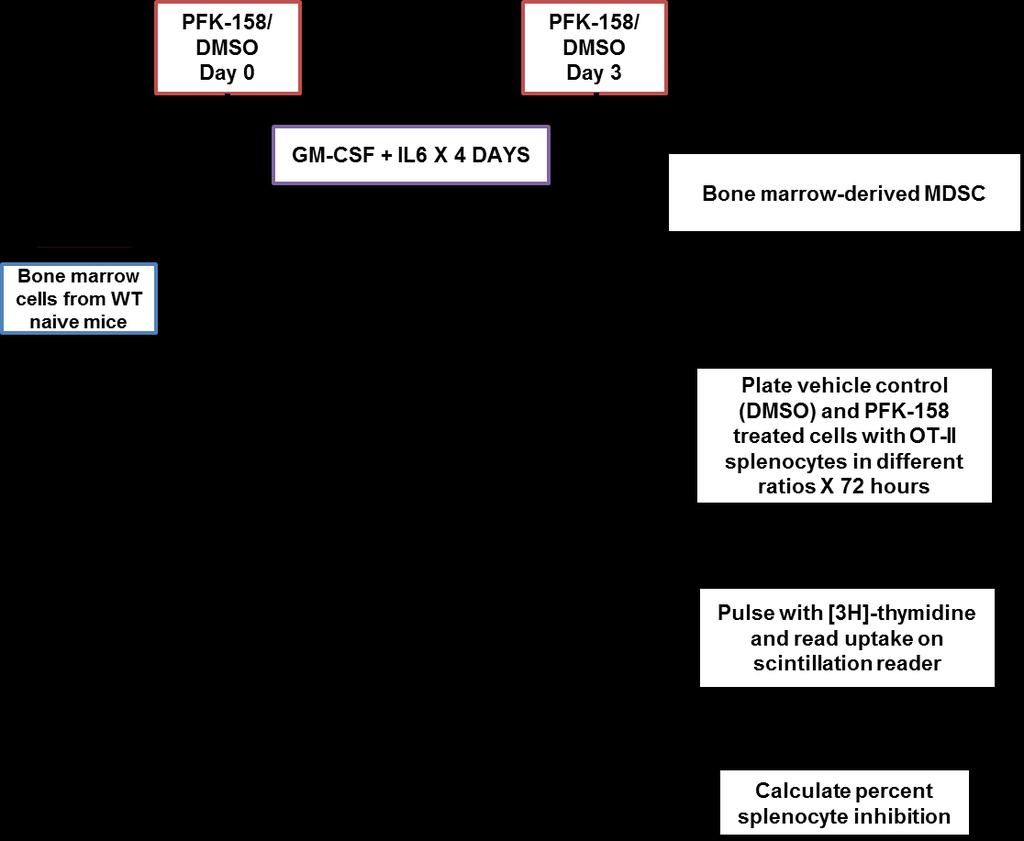 Figure 21. Schematic representation of the steps involved in functional assay with BM-MDSC. PFK-158 (5 µm) or vehicle control was added on day zero and then again on day three (PFK-158, 2.