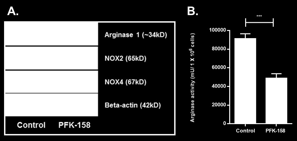 Figure 23. PFKFB3 maintains arginase 1 expression in BM-MDSCs.
