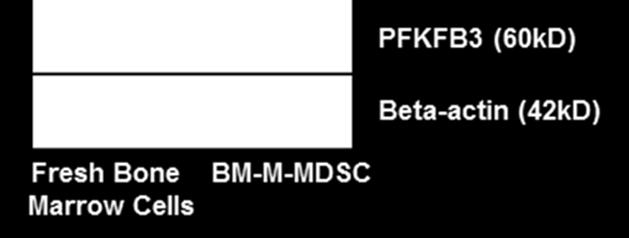 marrow-derived M-MDSCs.