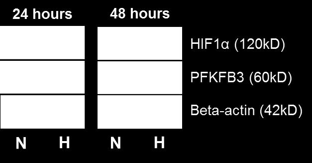 of PFKFB3 under hypoxic conditions.