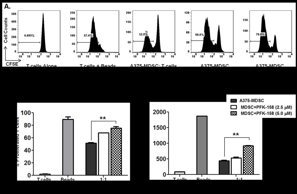Figure 57. PFKFB3 inhibition in A375-MDSCs after differentiation reduces their suppressive activity.