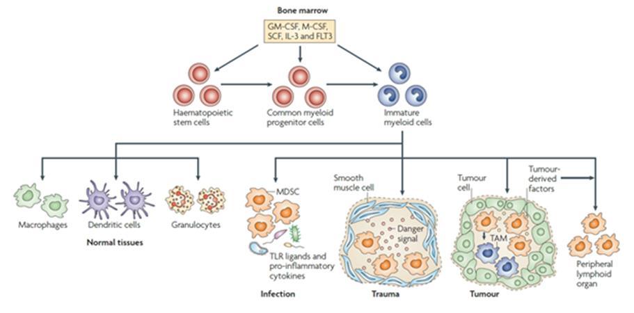 Figure 1. Normal vs. abnormal differentiation of immature myeloid cells to terminally differentiated cells and MDSCs (25).