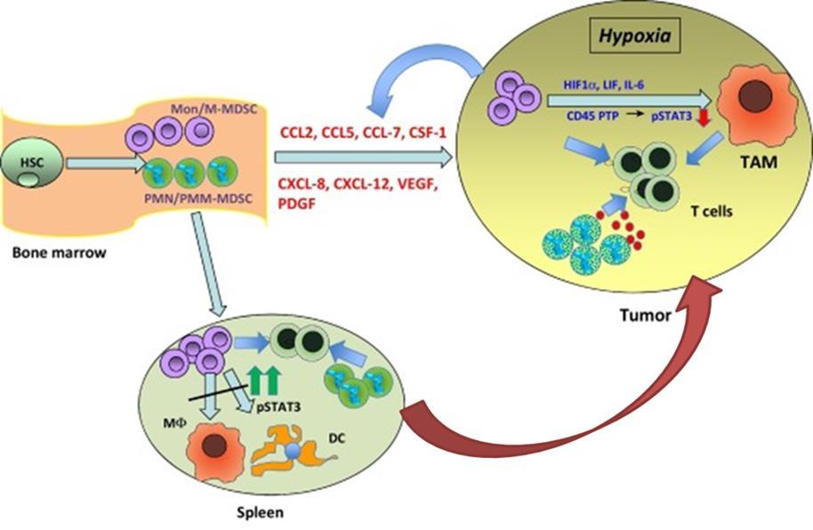 Figure 2. Expansion and migration of MDSCs from the bone marrow to peripheral lymphoid organs and tumor (51).