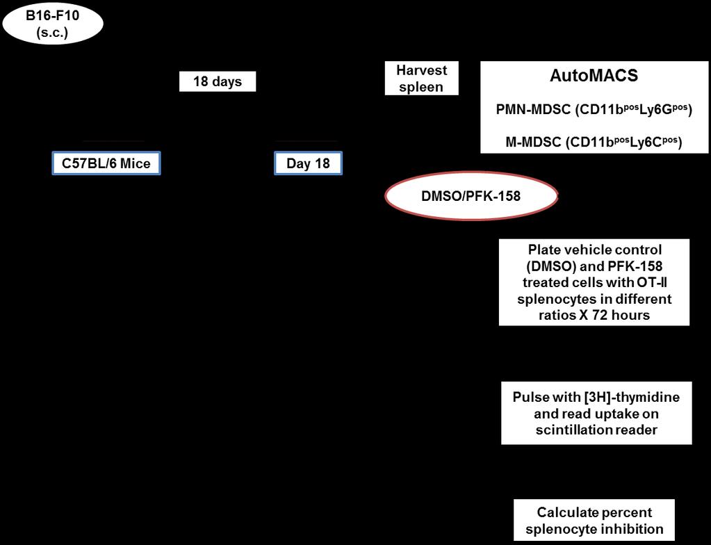 Figure 13. Schematic representation of the steps involved in set-up of functional assay using splenic MDSCs.