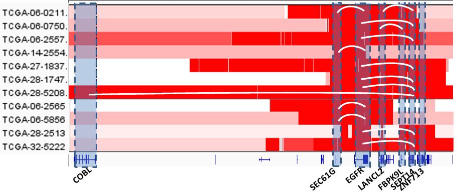 6.4% of GBM harbors transcript fusions involving EGFR