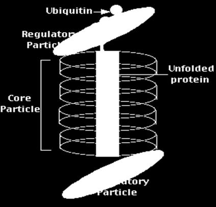 Regulatory Particle: One at each end of the core particle, each made of 14 different proteins same