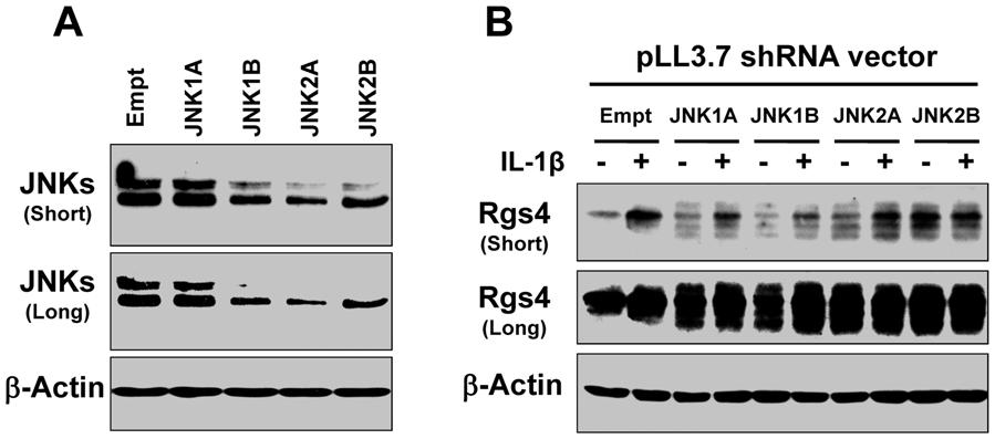 Figure 2. Knockdown of JNK protein expression by shrna (A) increased Rgs4 protein expression (B) in rabbit colonic smooth muscle cells. Cultured cells were transfected with pll3.