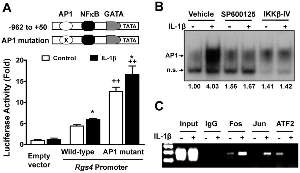 Figure 4. IL-1b promoted AP1-binding activity within proximal Rgs4 promoter. A. Inhibitory function of AP1 binding site within Rgs4 promoter for activation of reporter gene.