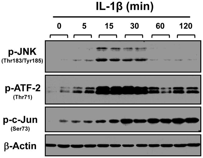 Figure 5. IL-1b induces a rapid and transient phosphorylation of JNK and sustained phosphorylation of ATF-2 and c-jun in rabbit colonic smooth muscle cells.