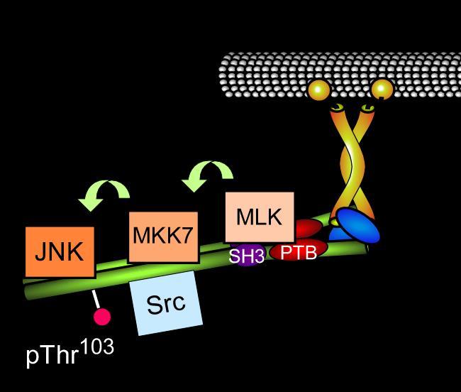 Metabolic Stress 1) JNK responds to metabolic stress 2) JNK-mediated inflammation contributes to