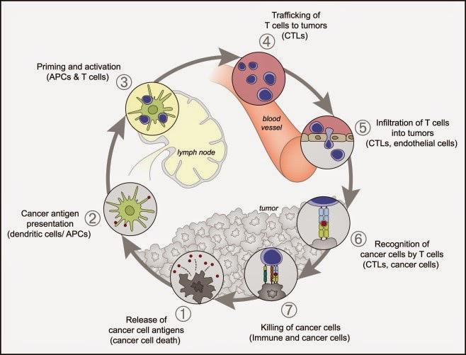 The Cancer Immunity Cycle: Rational Combinations