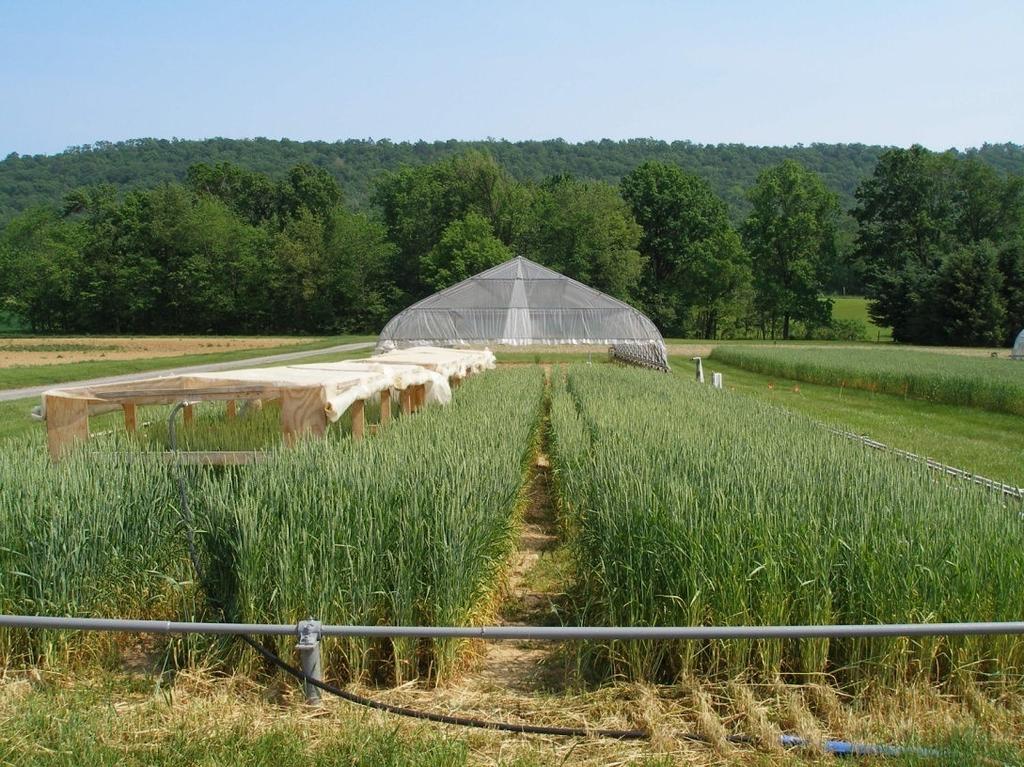 39 Figure 2-3. The photograph shows the wooden-framed mist chambers which were placed over the cultivar sub-plots to provide misting at anthesis and/or late milk stages.