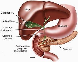 Biliary system Common Bile Duct Extra o The common bile duct is about 3 inches (8 cm: 4 cystic and 4 common hepatic) long.