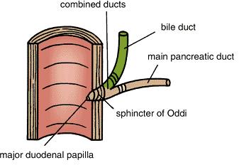 Biliary system Common Bile Duct o The bile duct ends below by piercing the medial wall of the second part of the duodenum about halfway down its length.