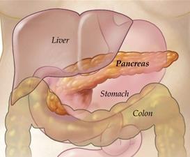 Pancreas Body o It runs upward and to the left. o It is triangular in cross section.