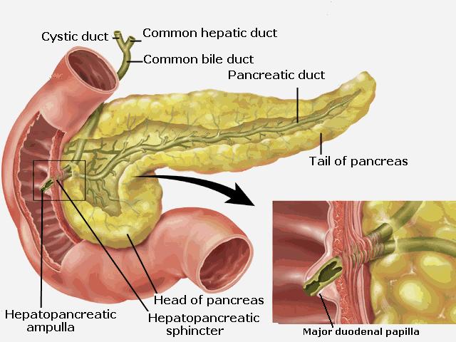 o Joins common bile duct & together they open into a small hepatopancreatic ampulla (Ampulla of Vater) in the