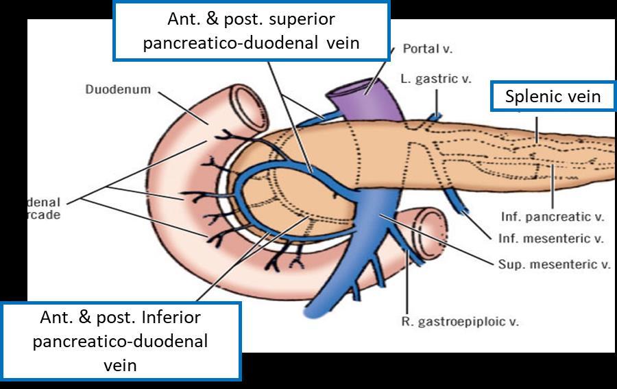 Pancreas Blood Supply Arteries o Head & neck: Supplied by branches from: Celiac trunk through Superior pancreaticoduodenal artery Superior
