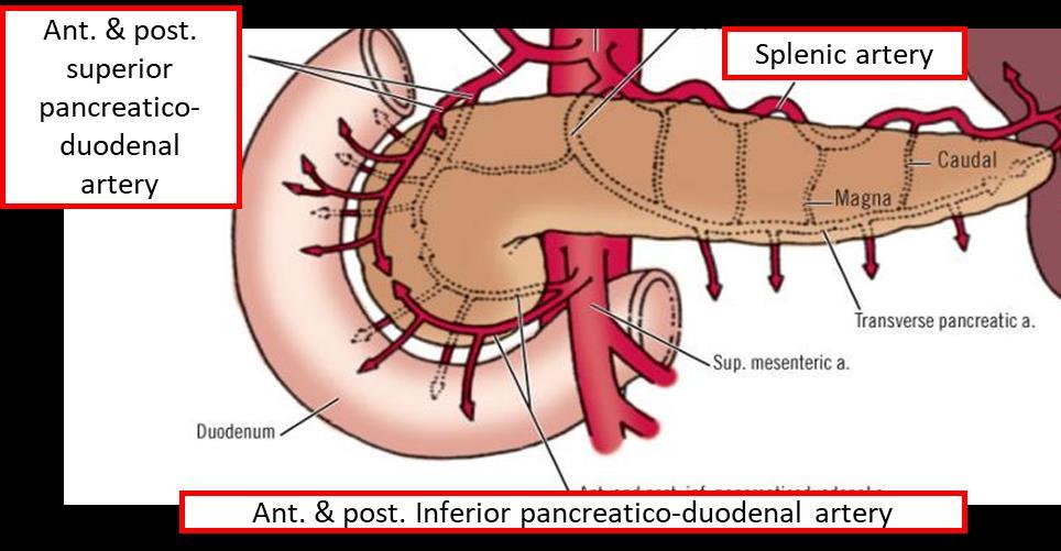 neck: Drained by anterior and posterior venous arcades that form the superior & inferior pancreaticoduodenal veins which follow the corresponding