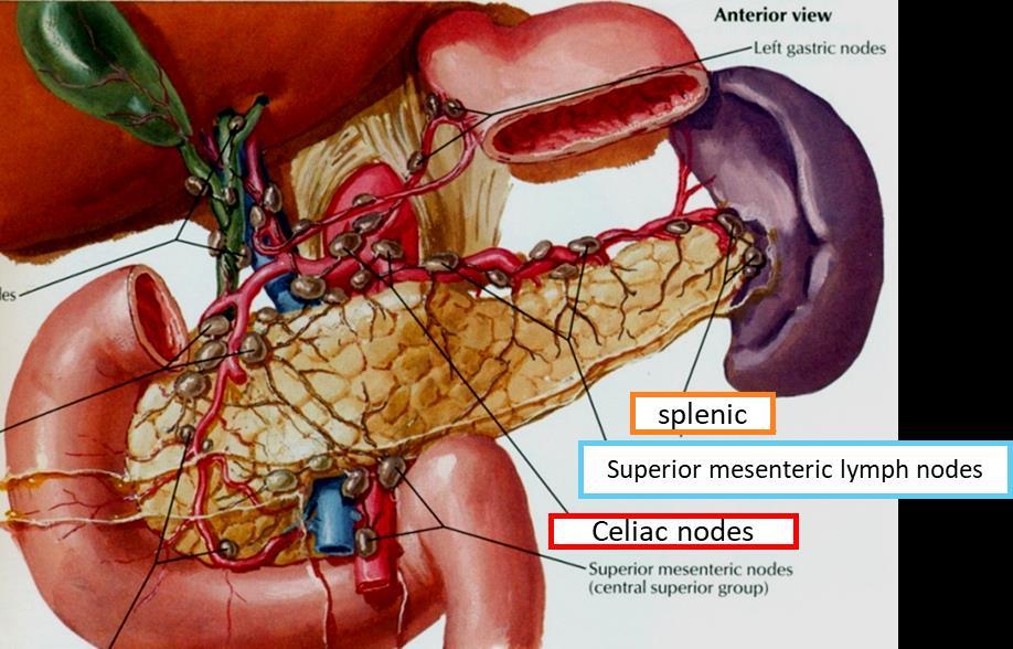 the celiac & superior mesenteric lymph nodes.