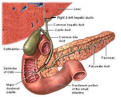 Biliary system o The biliary system consists of the ducts and organs (liver,