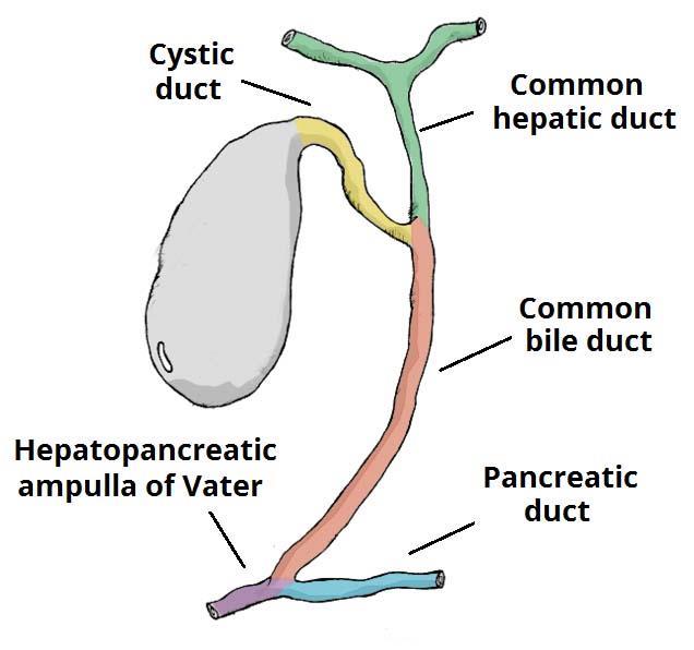 The bile ducts consist of Bile canaliculi (between the liver sacs) Interlobular