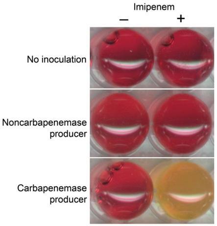 Detecting hydrolysis: CarbaNP test CarbaNP: yes/no answer: Enterobacteriaceae (Nordmann et al. [2012]) Pseudomonas aeruginosa (Dortet et al.